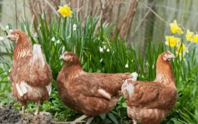Tasks to complete as a backyard chicken owner