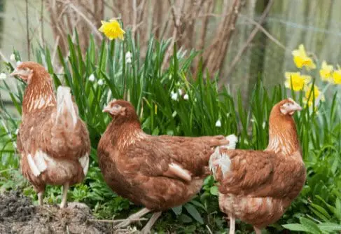 Tasks to complete as a backyard chicken owner