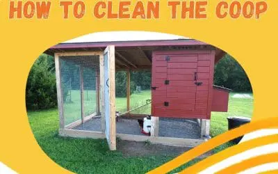 Cleaning the chicken coop