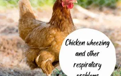 Respiratory Issues in Chickens: Prevention and Treatment
