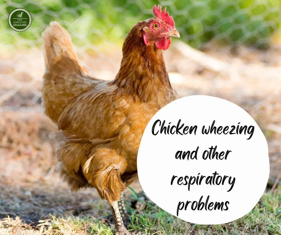 Chicken Wheezing and other respiratory problems