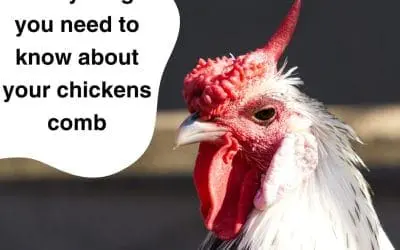 Everything you need to know about a chickens comb