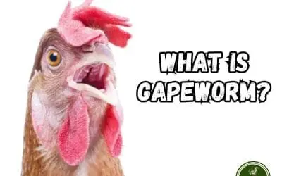 What is Gapeworm?