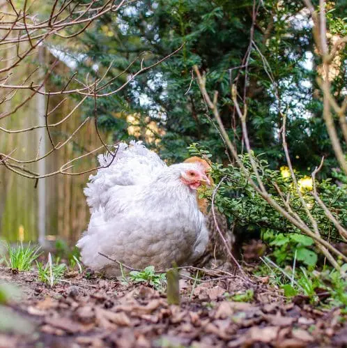 Chicken friendly garden