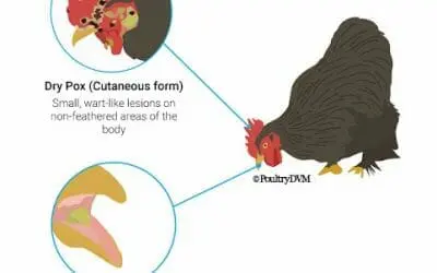 Fowl Pox in chickens
