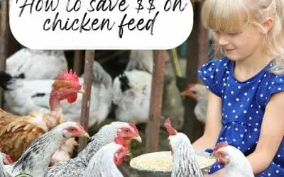 How to save money on chicken feed