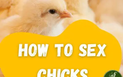 How to sex chickens