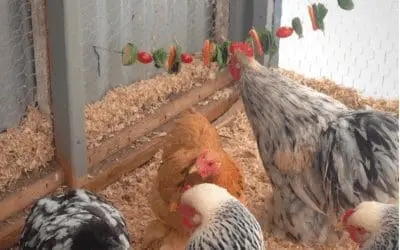 How to make an edible Chicken’s Christmas Garland