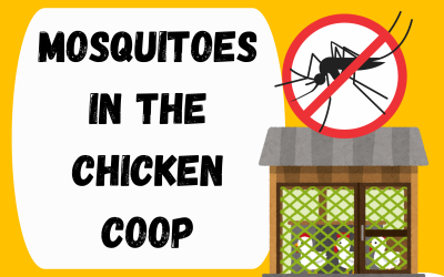 How to reduce mosquitoes in the chicken coop