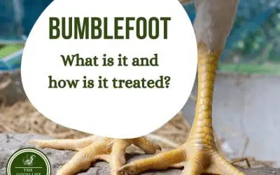 What is bumblefoot and how do you treat it?