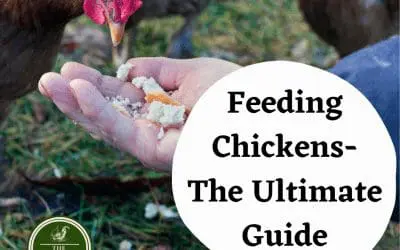How to feed chickens