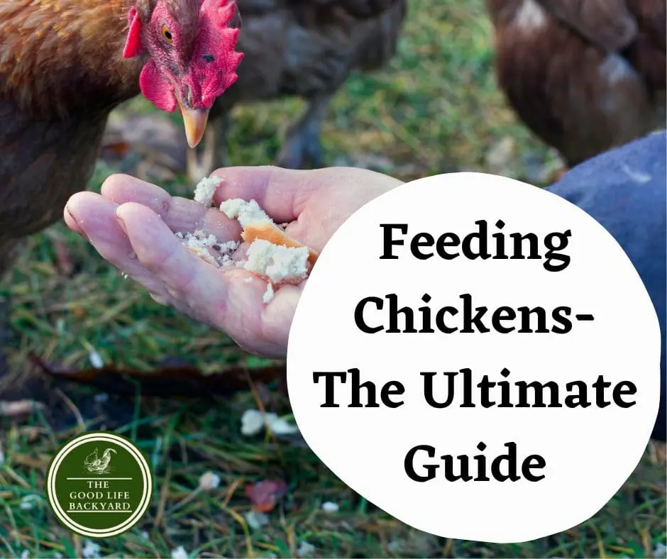 Feeding Chickens – the Ulitmate Guide