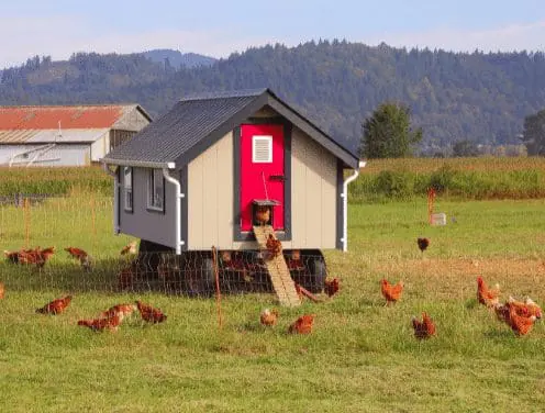 The Ultimate Guide to building a chicken coop
