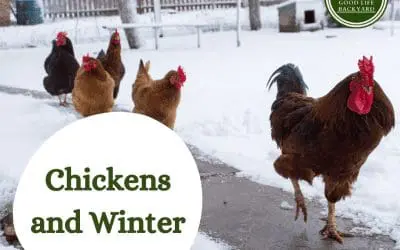 How to keep your chickens warm in winter