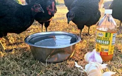 ACV with garlic for chickens