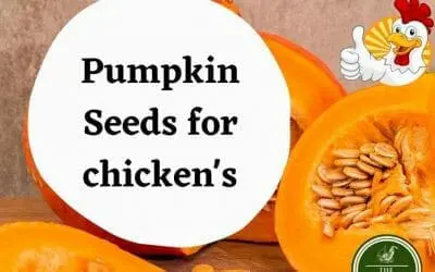 Can chickens eat pumpkin seeds?