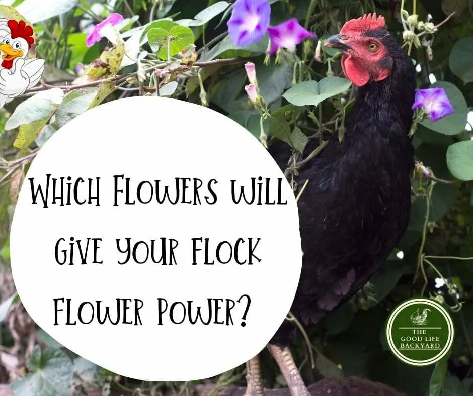 flowers for chickens
