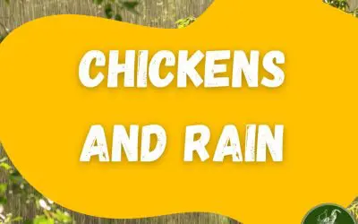How to Support Your Flock Through Rain and Floods
