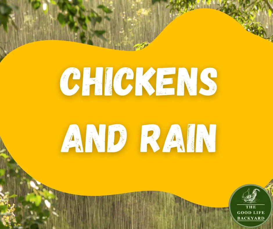 Chickens and Rain