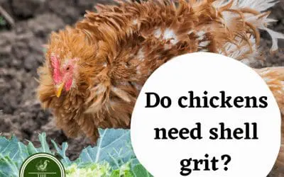 Do chickens need shell grit?