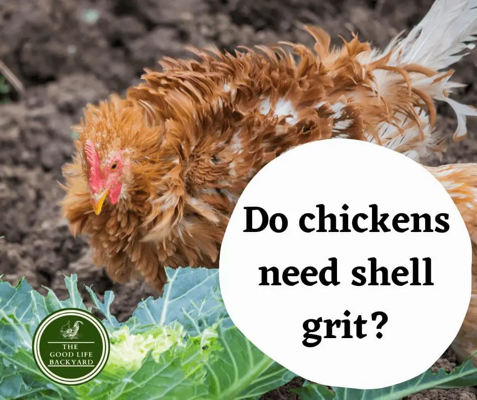 Do chickens need shell grit