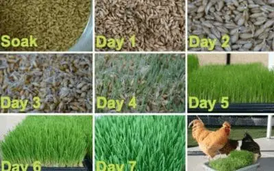 How to grow a fodder system for your chickens