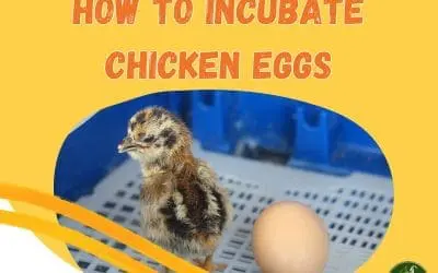 How to incubate chicken eggs