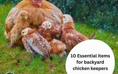 10 Essential items for backyard chicken keepers