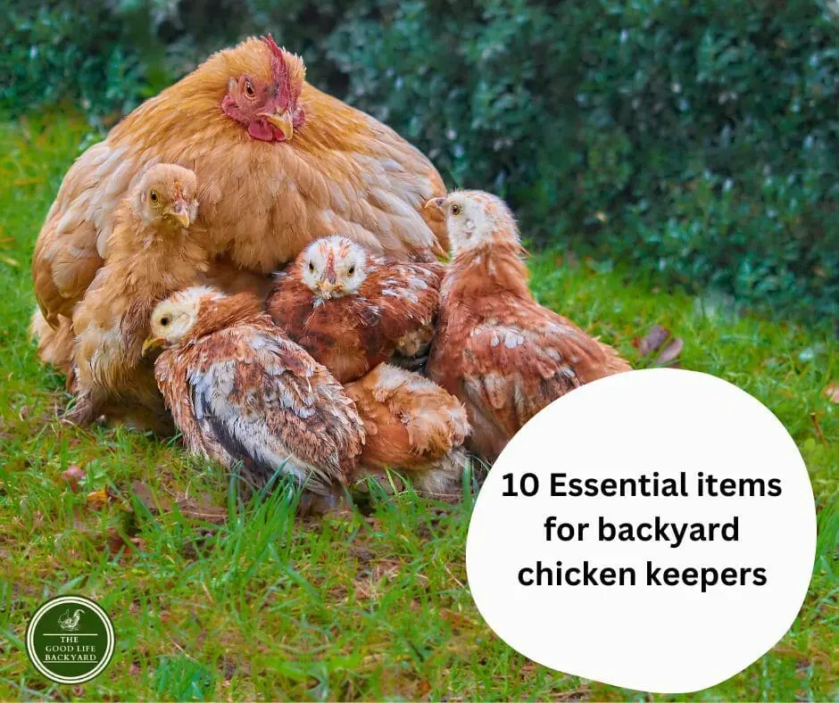 10 esential items for backyard chicken keepers