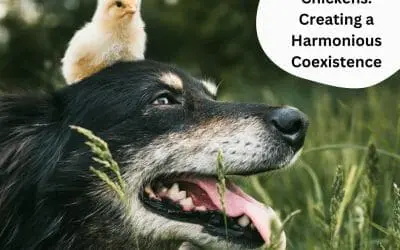 Dogs and Chickens: Creating a Harmonious Coexistence