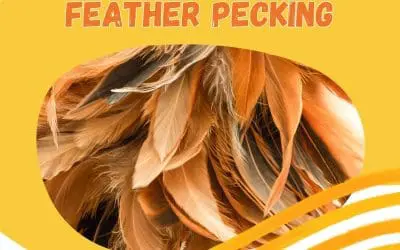 Understanding Feather Picking in Chickens and Effective Strategies to Prevent It