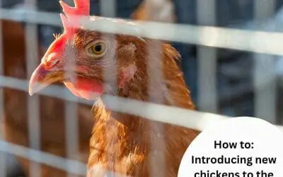 Introducing New Chickens To The Flock