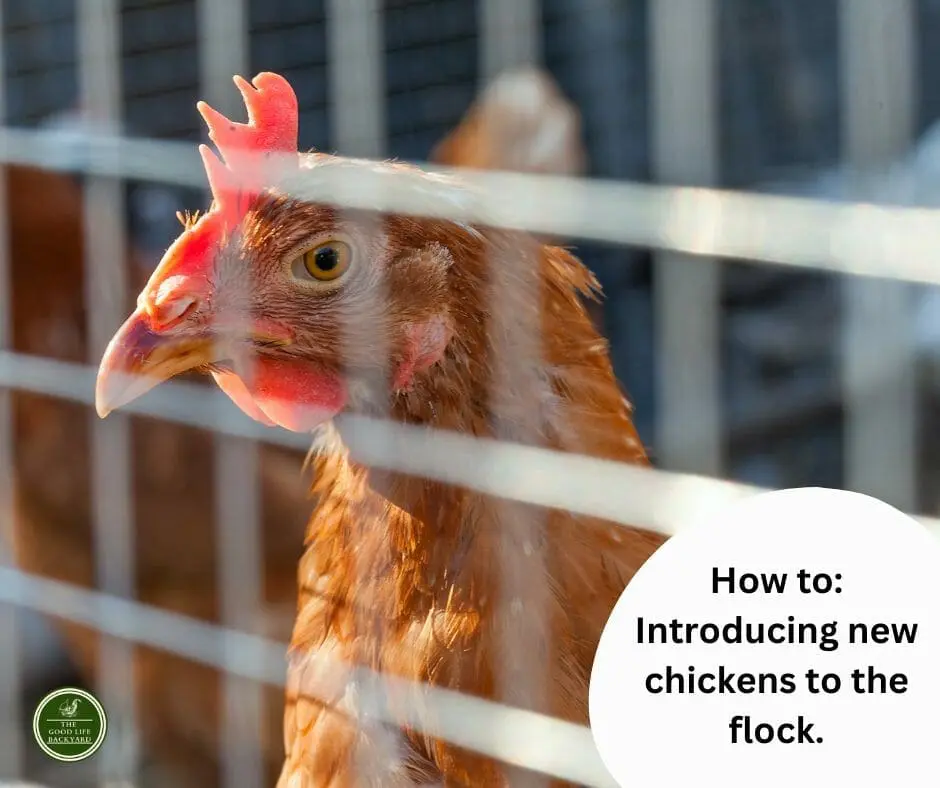 introducing new chickens to the flock