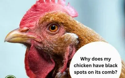 Why does my chicken have block spots on its comb?