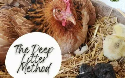 How to implement the deep litter method