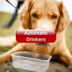 Automatic Pet Drinkers
