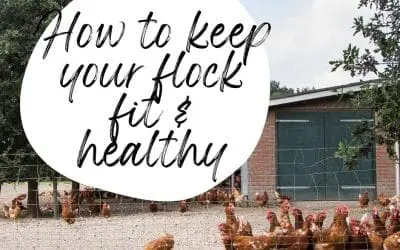 Feathered Fitness: How to Keep Your Chickens Fit and Healthy