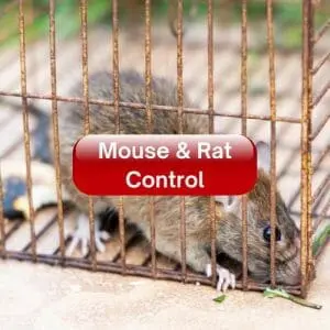 Mouse & Rat Control