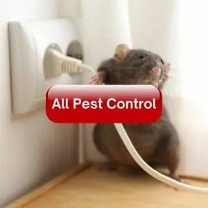 All Pest Control