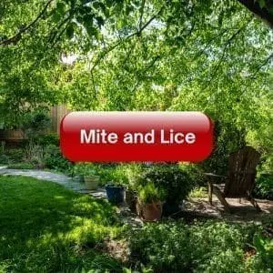 Mite & Lice