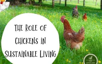 The Role of Chickens in Sustainable Living