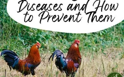 Common Chicken Diseases and How to Prevent Them
