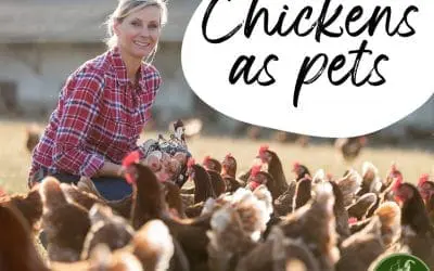 Chickens as pets