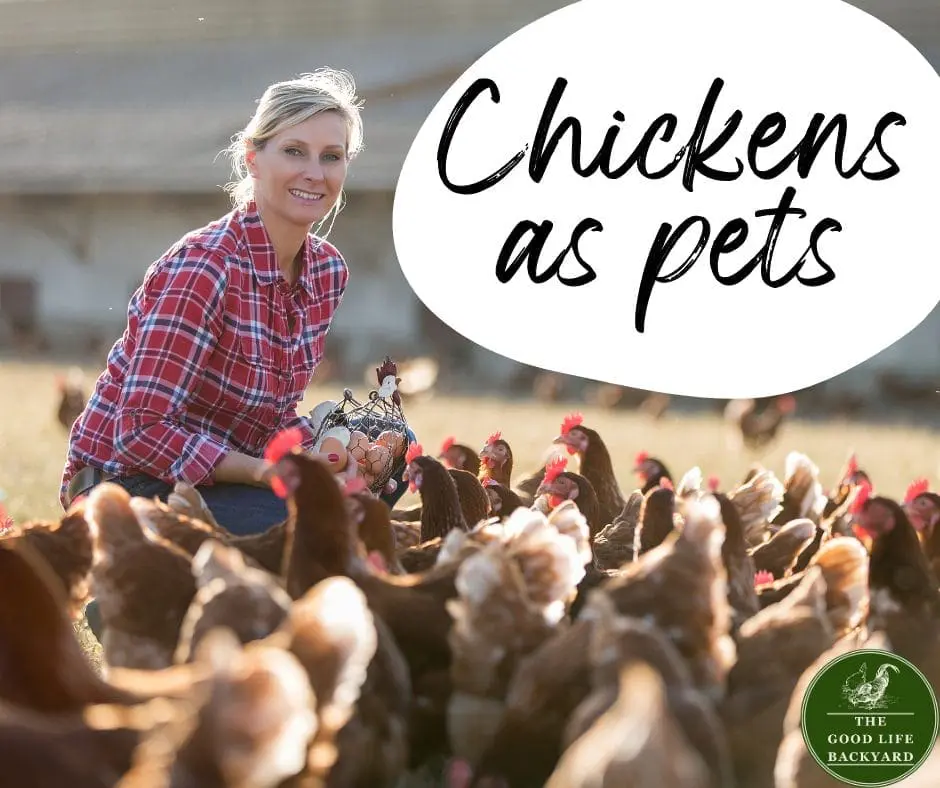 Chickens as pets