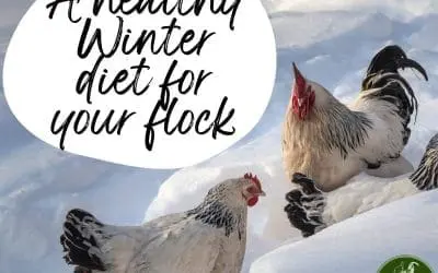 Giving you flock a healthy diet in Winter