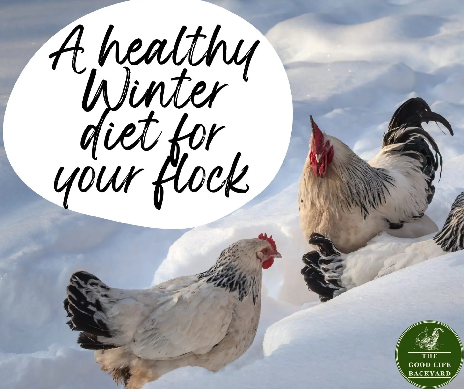 Giving you flock a healthy diet in Winter