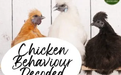 Chicken Behaviour Decoded