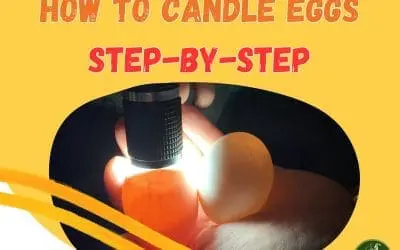 How to Candle Eggs – Step-by-Step