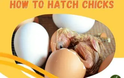 How to hatch chicks