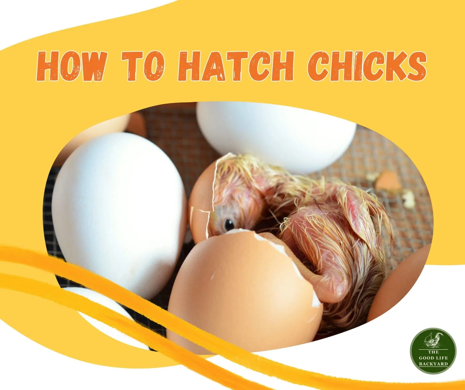 How to hatch chicks